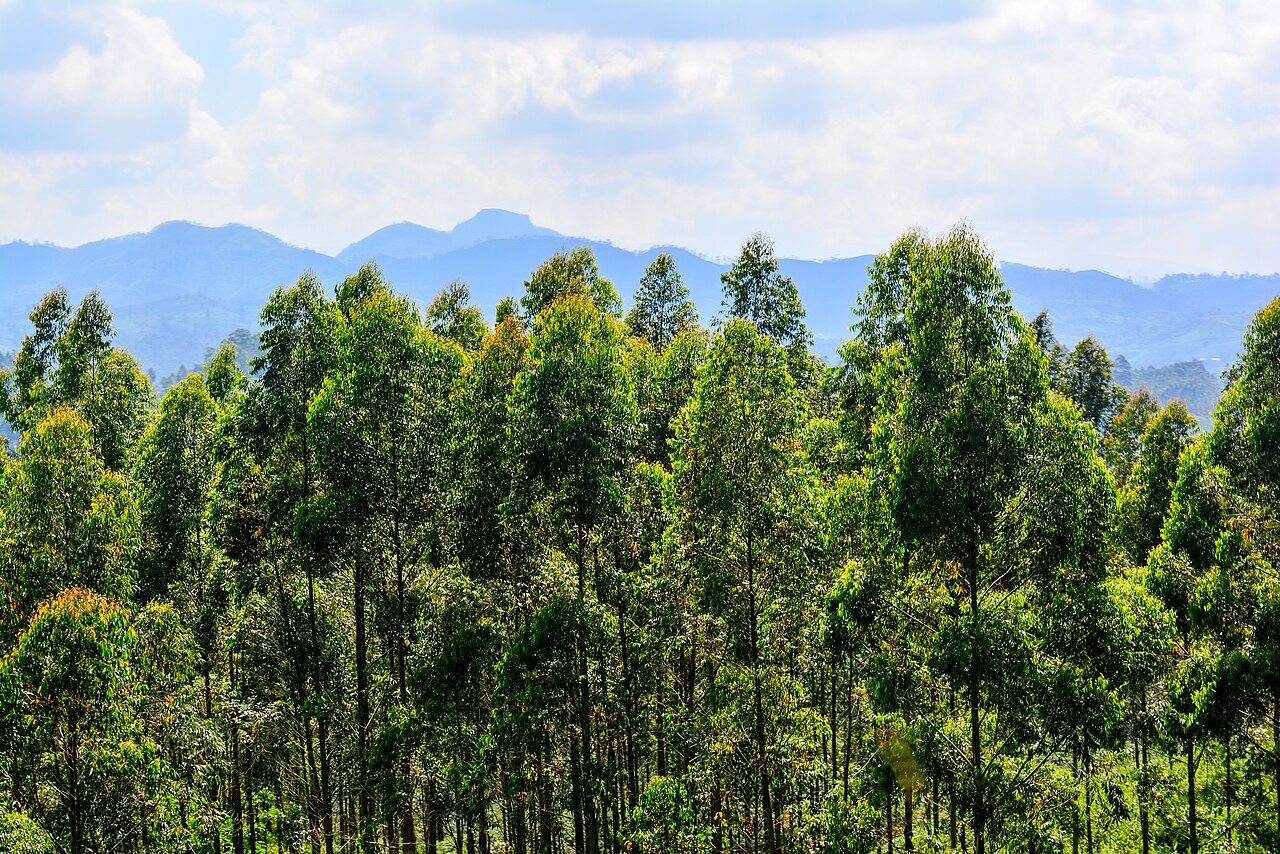 Tea country around Ella. Photo: Maadhil, CC BY-SA 4.0, via Wikimedia Commons