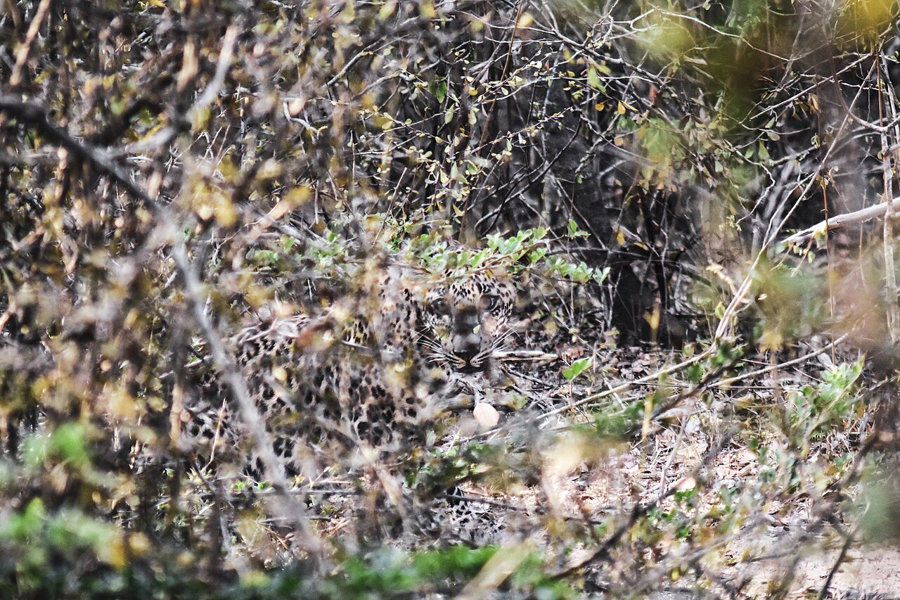 Leopard in Yala National Park. Photo: Eli Solidum, CC BY-SA 4.0, via Wikimedia Commons