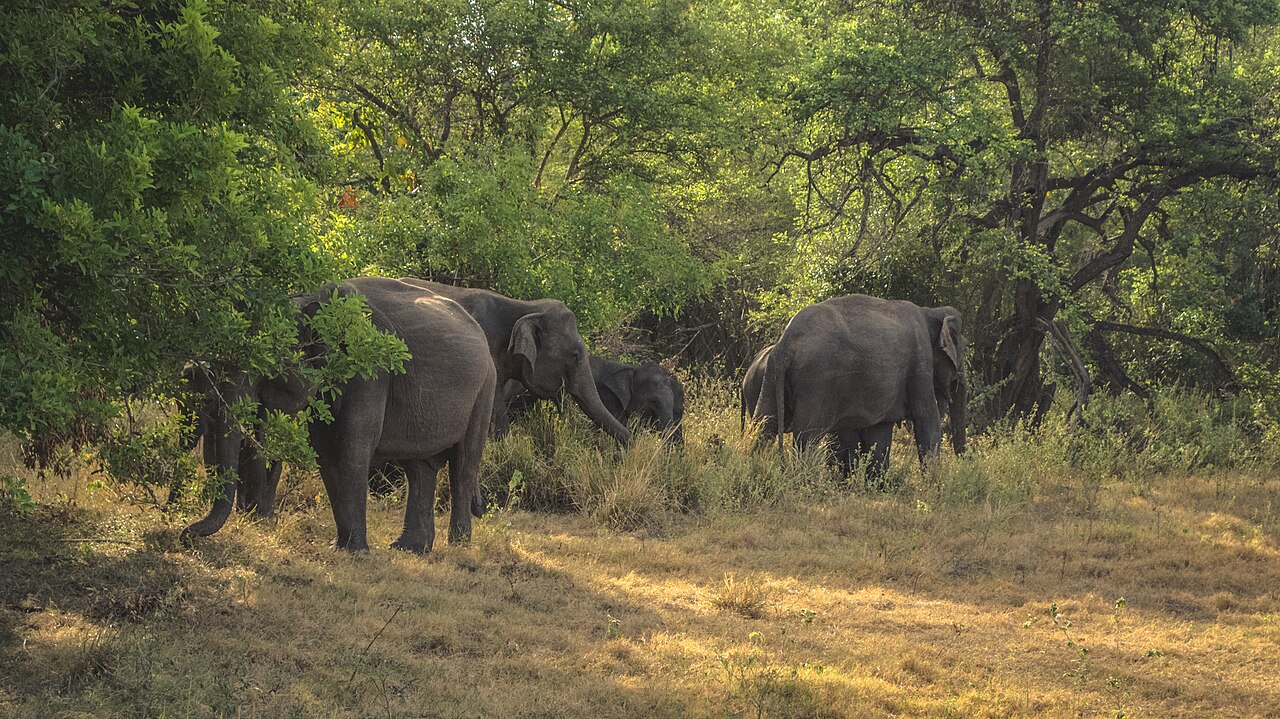Elephant gathering at Minneriya National Park. Photo: Asithcosta, CC BY-SA 4.0, via Wikimedia Commons